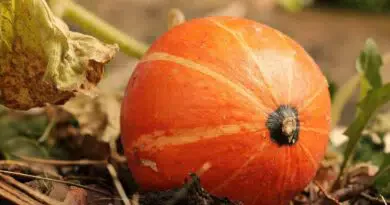 Ein orangefarbener Kürbis, der auf dem Boden sitzt.