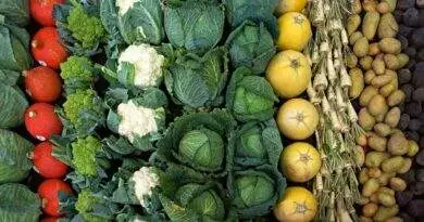 Verschiedene Obst- und Gemüsesorten werden in einer Reihe angeordnet und ergeben so ein optisch ansprechendes Herbstgericht.