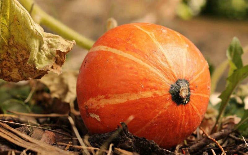 Ein orangefarbener Kürbis, der auf dem Boden sitzt.