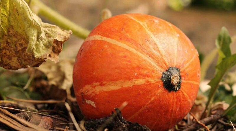 Ein orangefarbener Kürbis, der auf dem Boden sitzt.